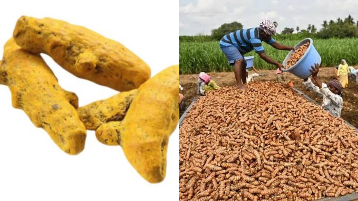 ஈரோடு மஞ்சள் விலை ஷாக்.. ரூ.15,000-ல் இருந்து ரூ.23,000-ஆக உயர்ந்தது எப்படி? என்ன காரணம்?